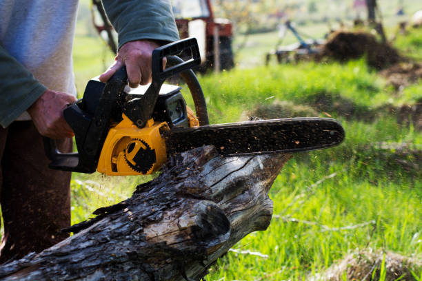 Professional Tree Care in Nashville, IN