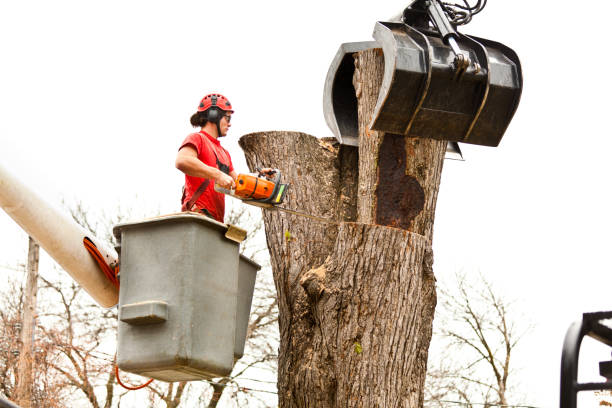 How Our Tree Care Process Works  in  Nashville, IN